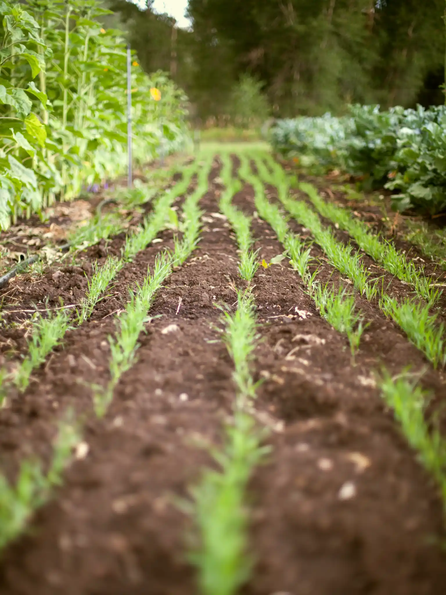 gartenpflege, landschaftsbau, rollrasen, baumfällung / baumschnitt, bepflanzung, gartenanlage