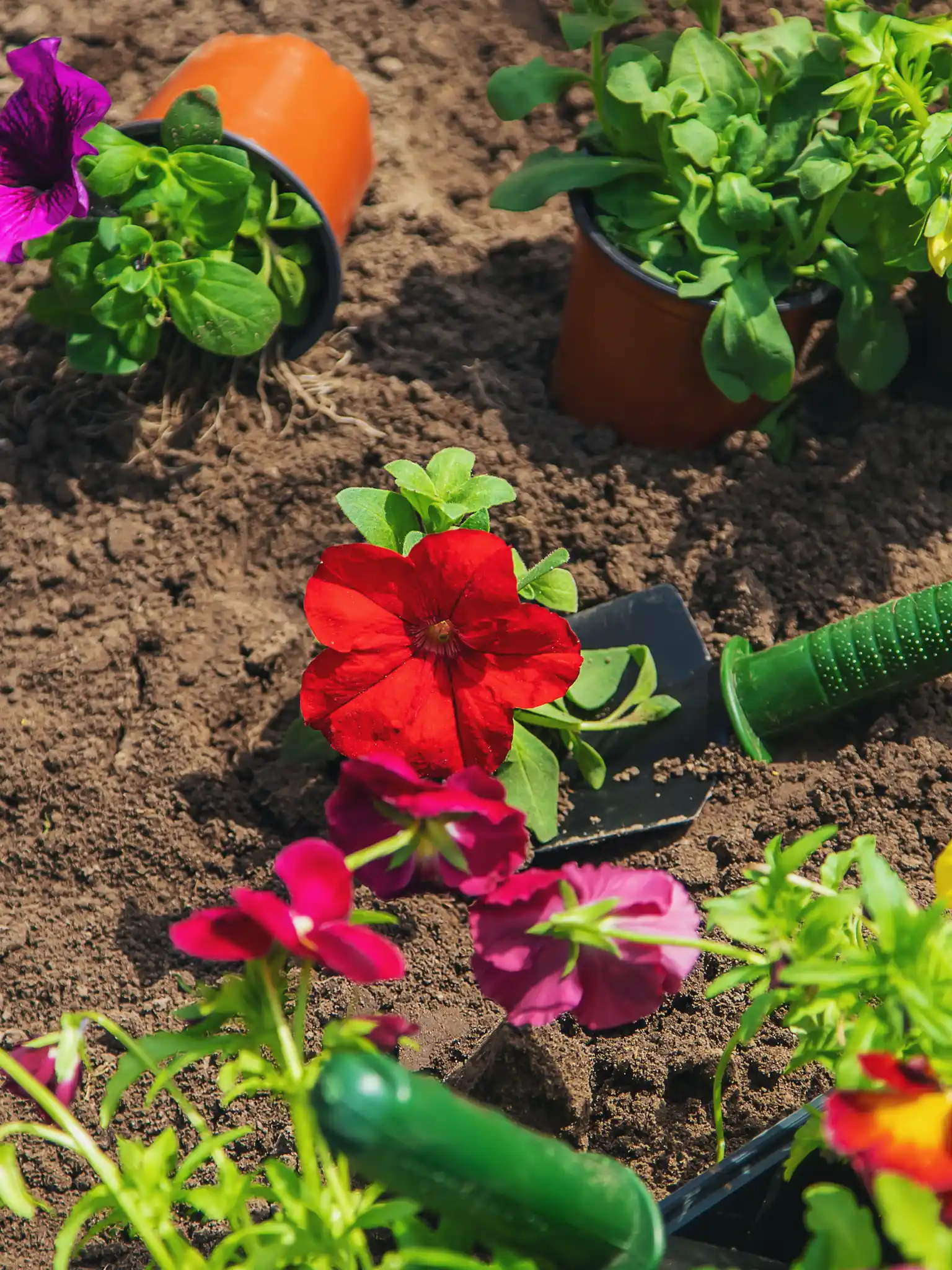 gartenpflege, landschaftsbau, rollrasen, baumfällung / baumschnitt, bepflanzung, gartenanlage